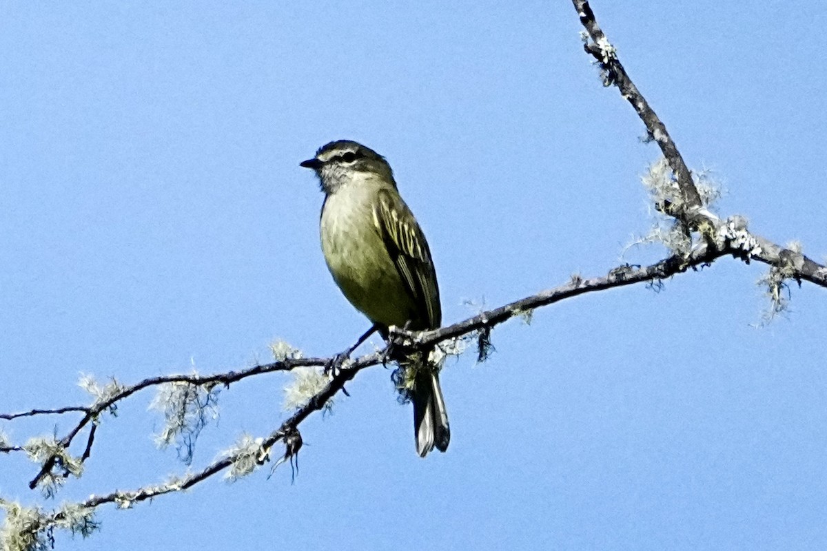 Spectacled Tyrannulet - ML646319396