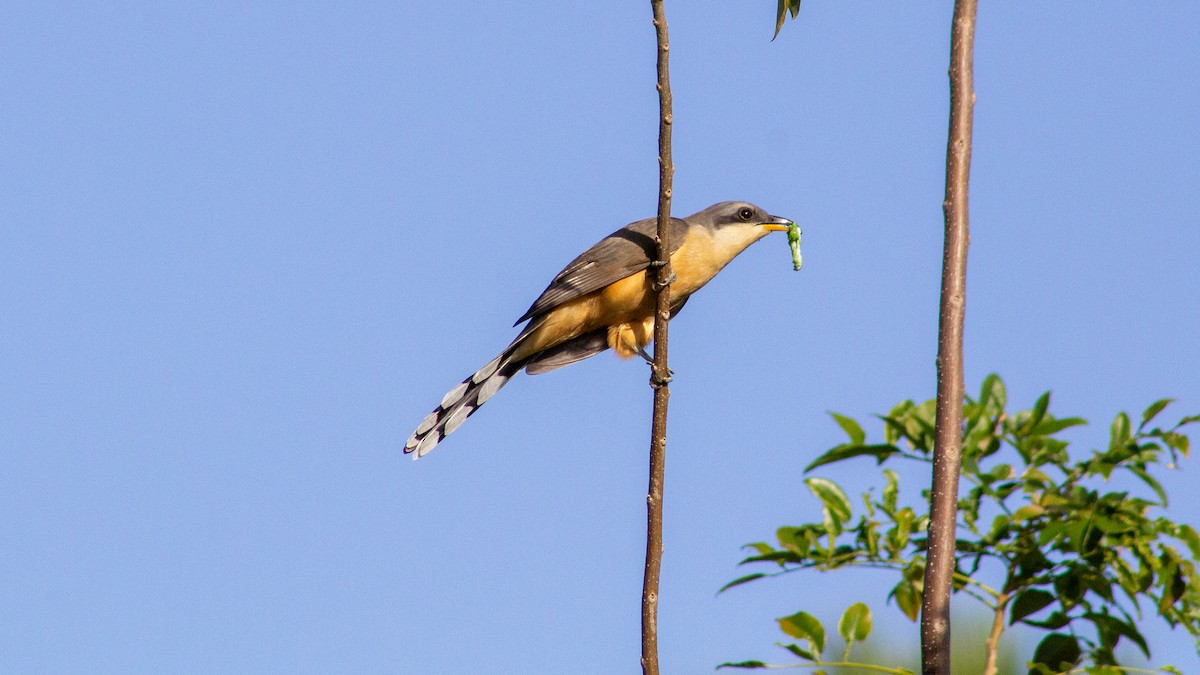 Mangrove Cuckoo - ML646319399