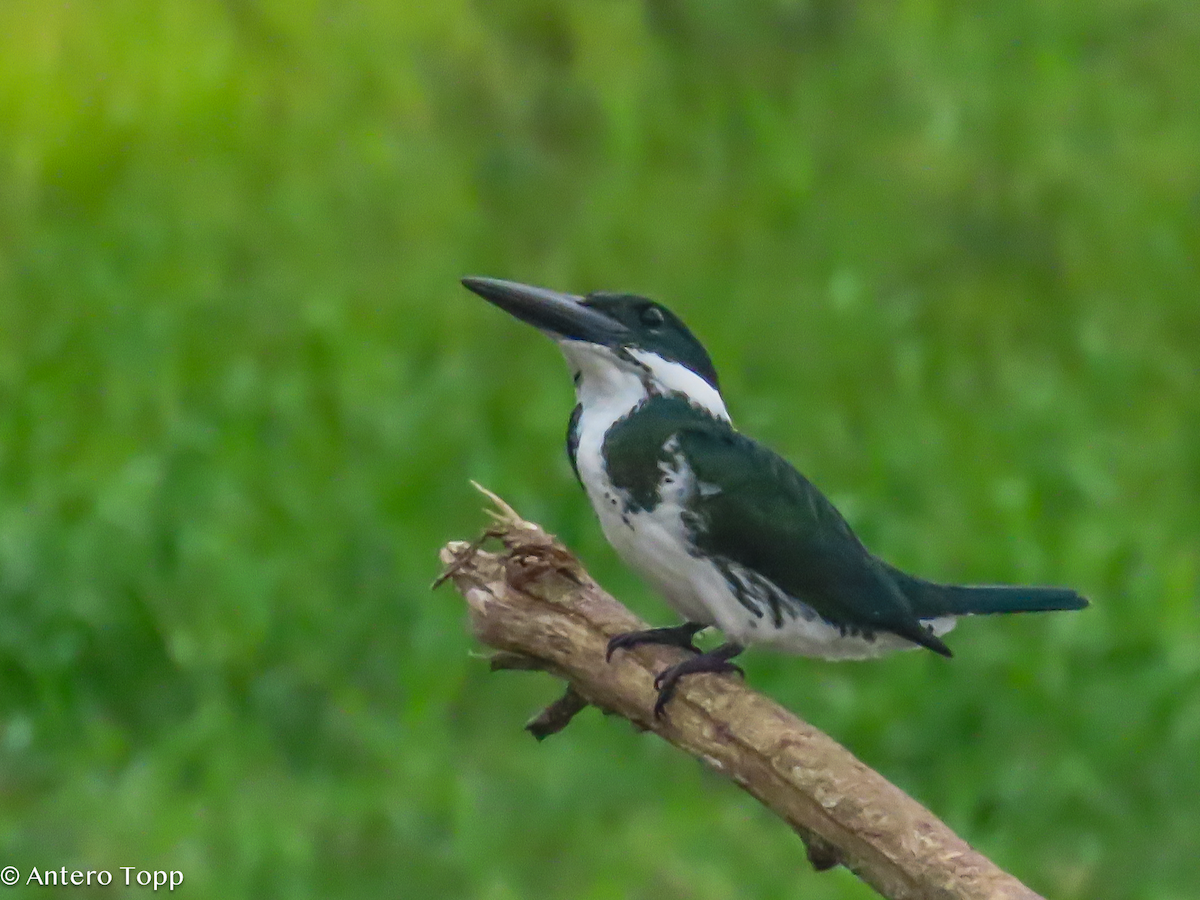 Amazon Kingfisher - ML646319401