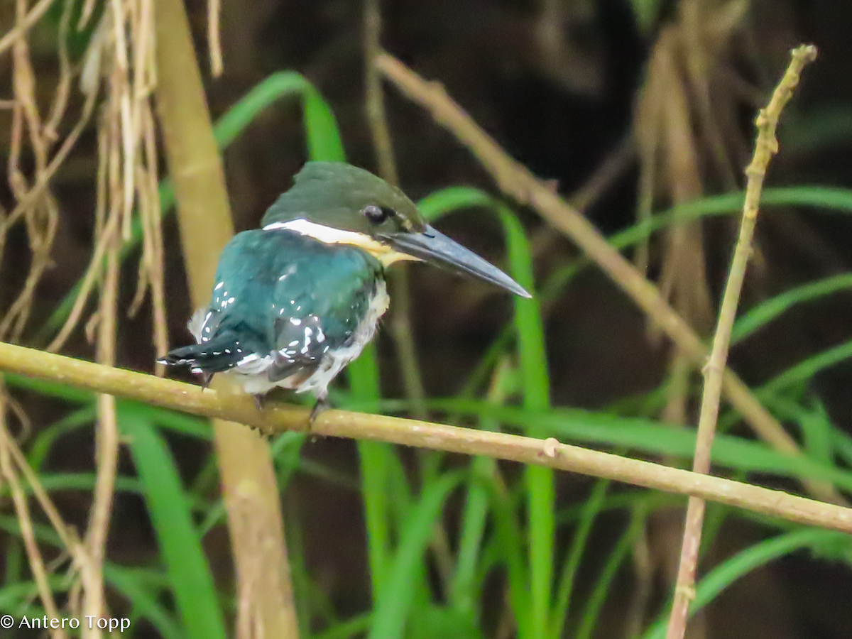Green Kingfisher - ML646319402