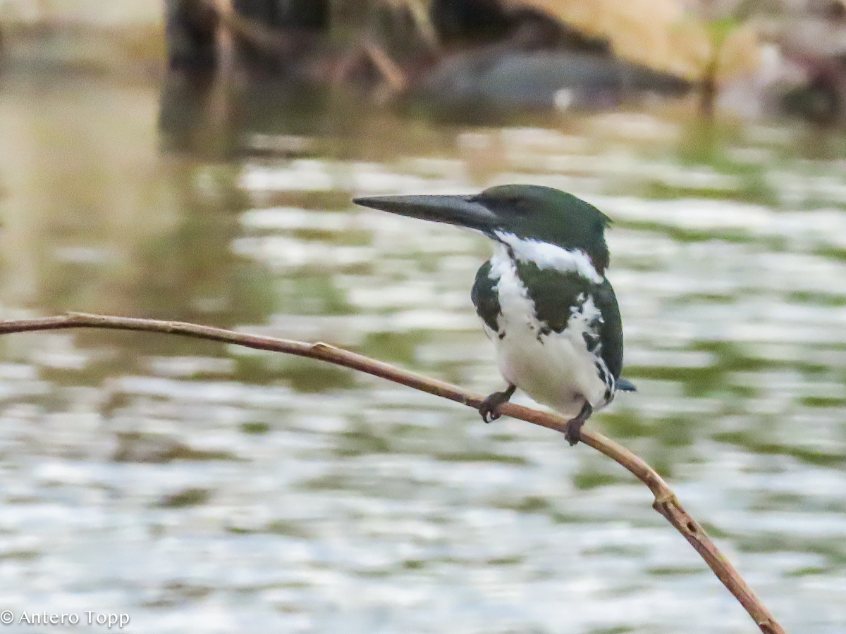Amazon Kingfisher - ML646319403