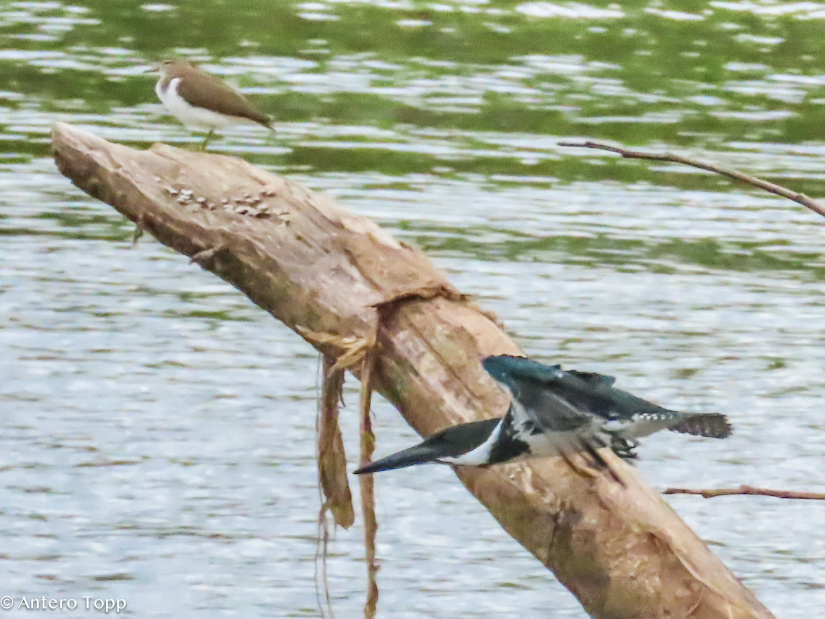Amazon Kingfisher - ML646319404