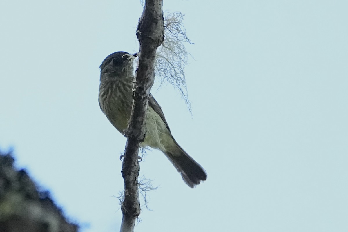 Mountain Elaenia - ML646319405