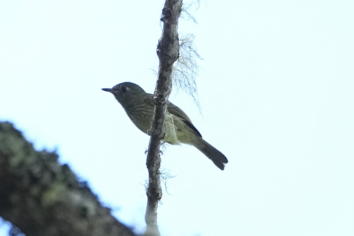 Mountain Elaenia - ML646319406