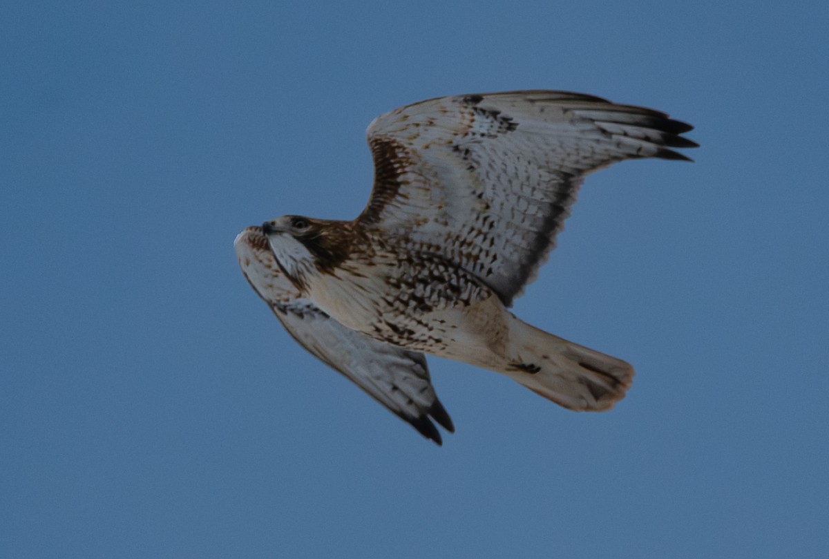 Red-tailed Hawk - ML646319408