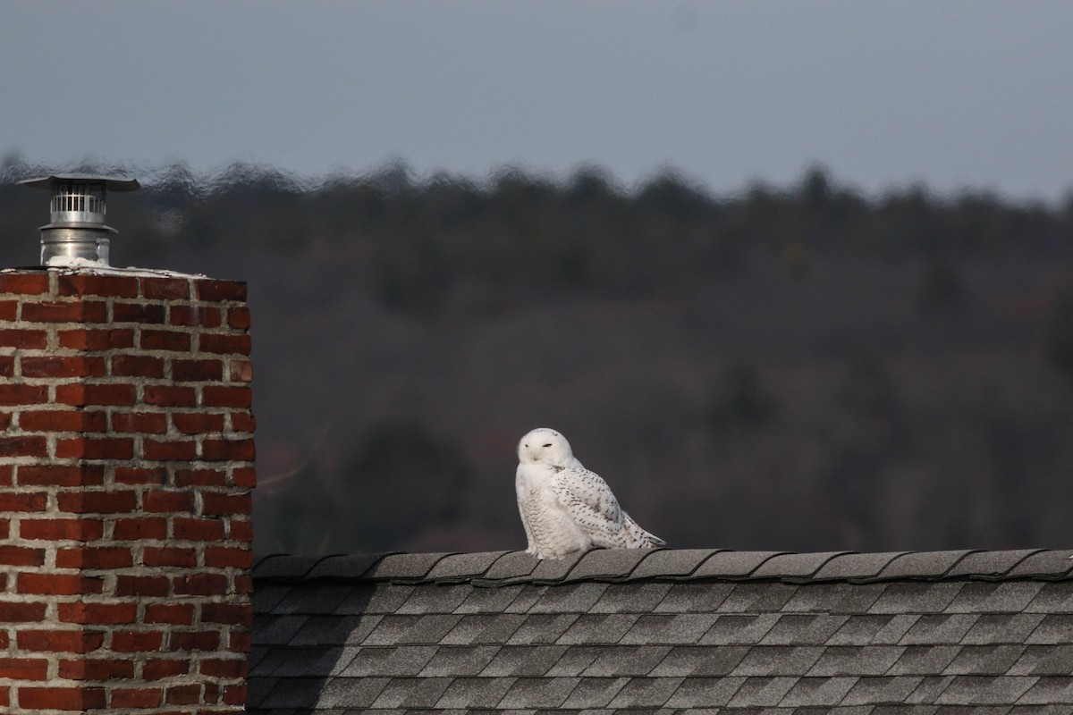 Snowy Owl - ML646319410