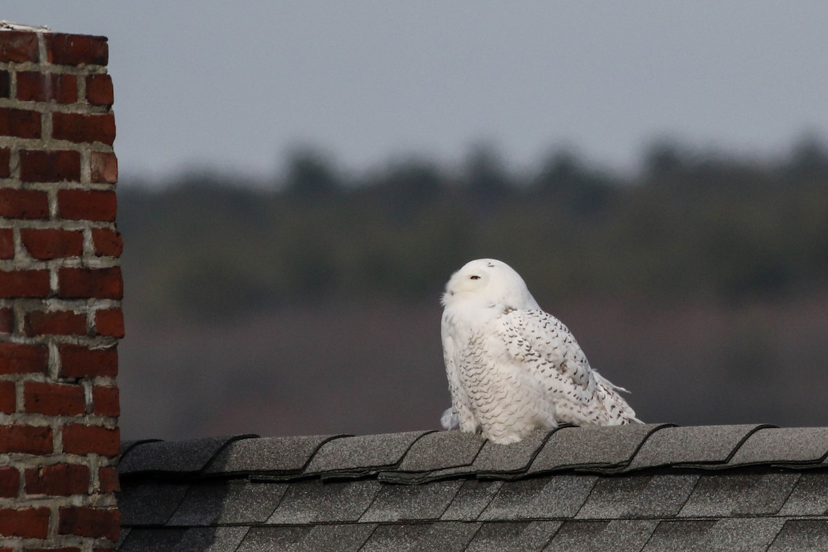Snowy Owl - ML646319412