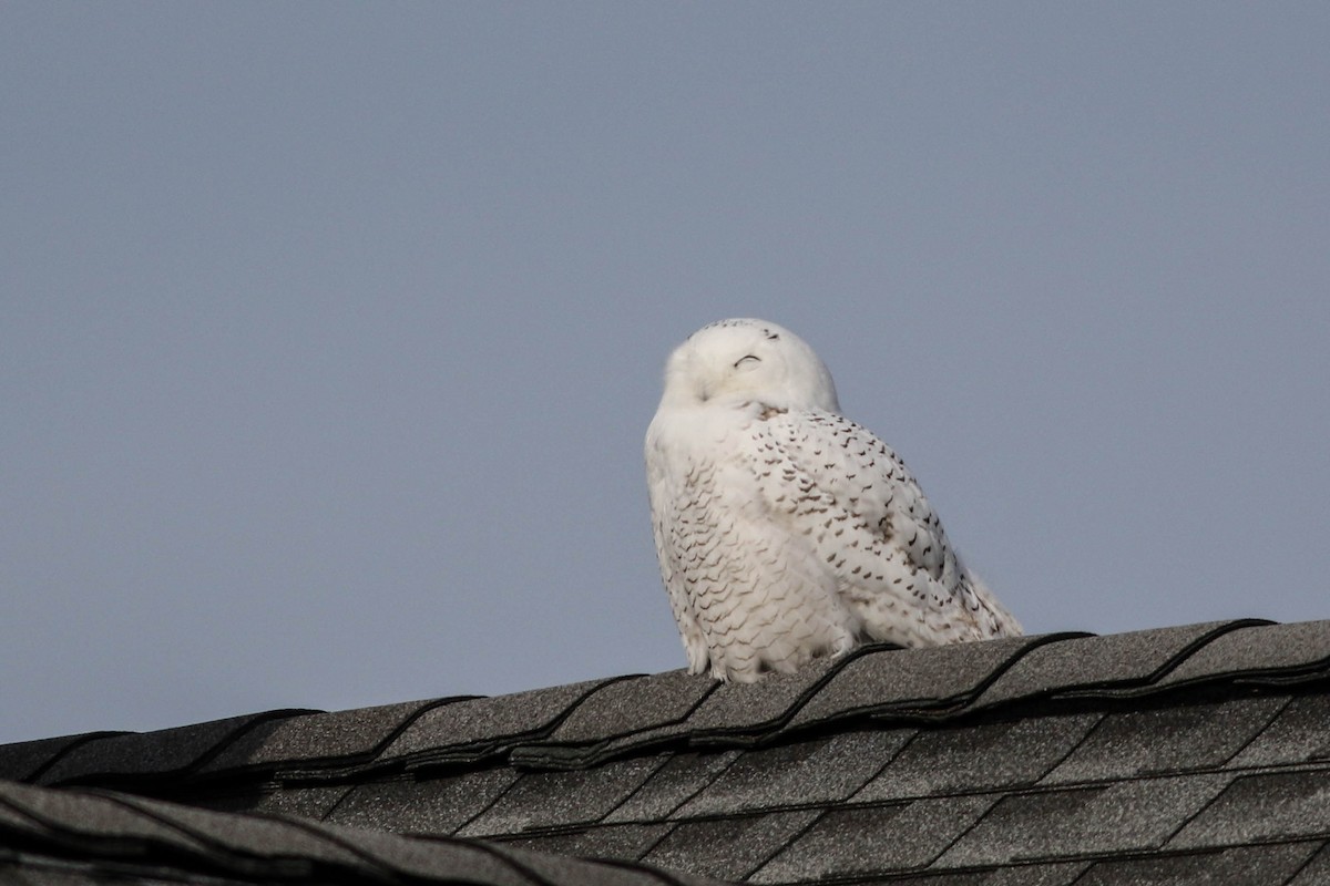 Snowy Owl - ML646319415
