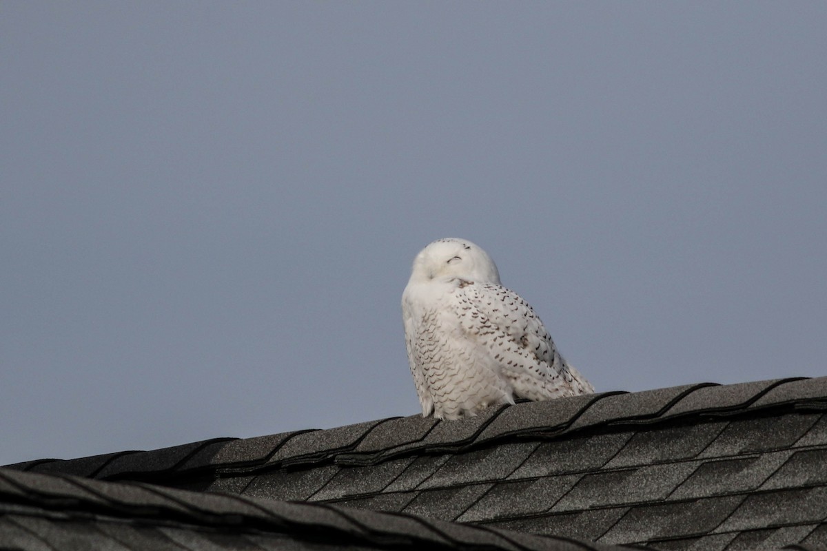 Snowy Owl - ML646319416