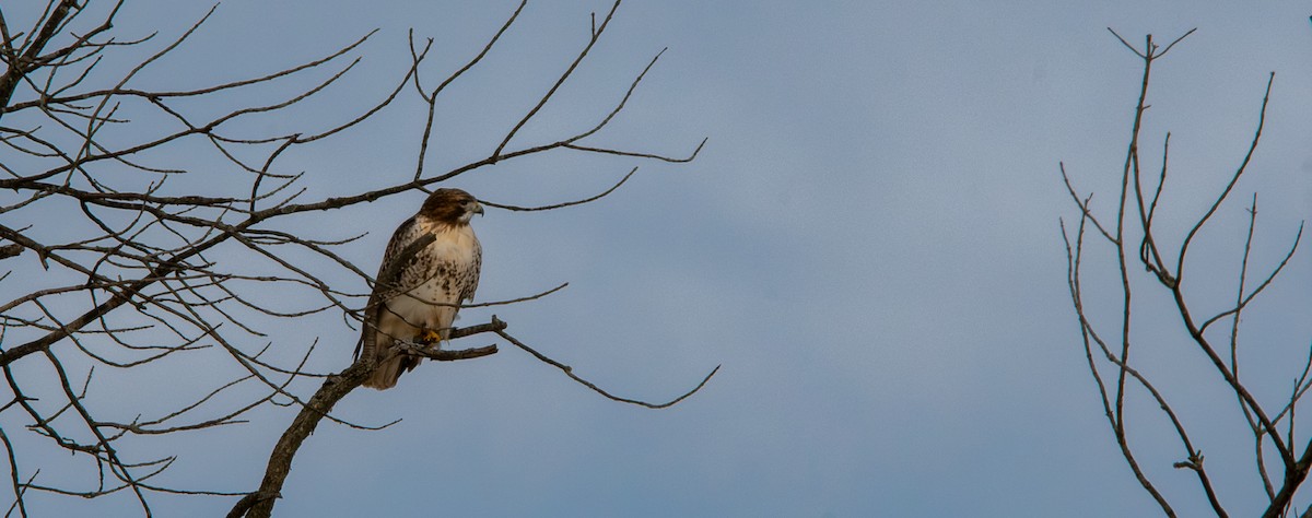 Red-tailed Hawk - ML646319417