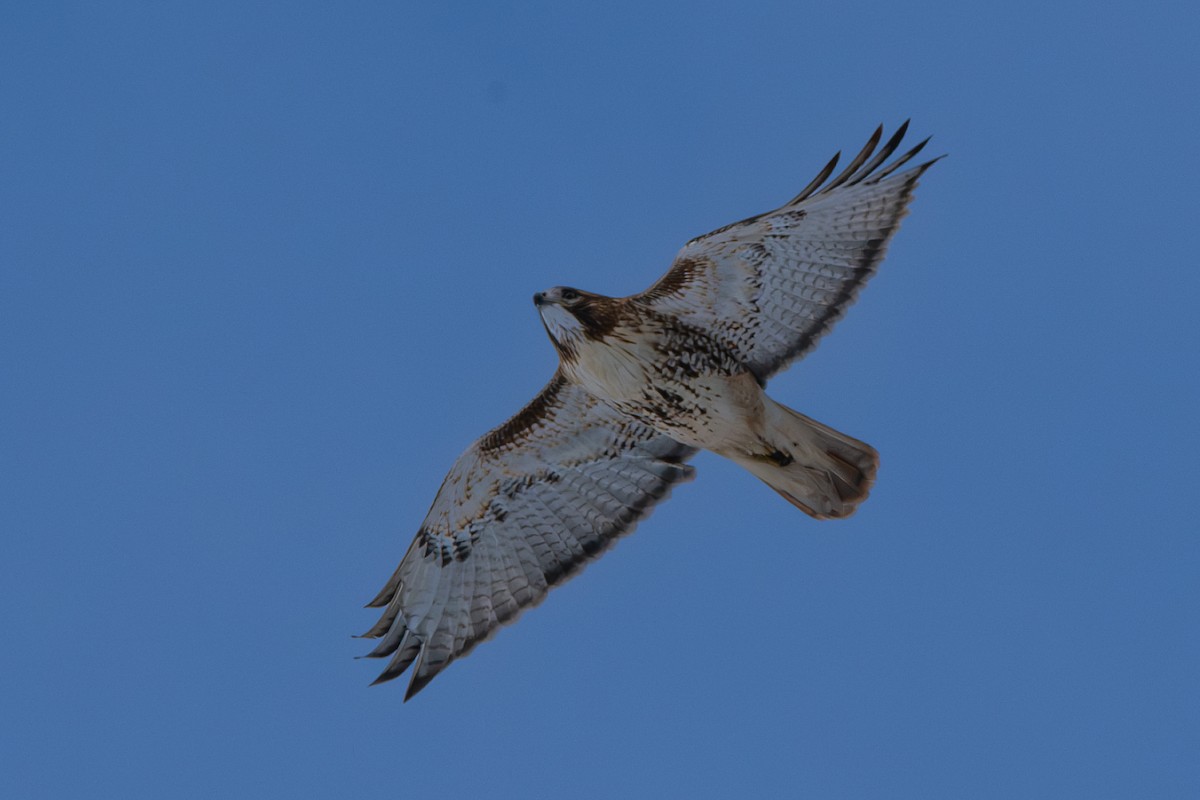 Red-tailed Hawk - ML646319418