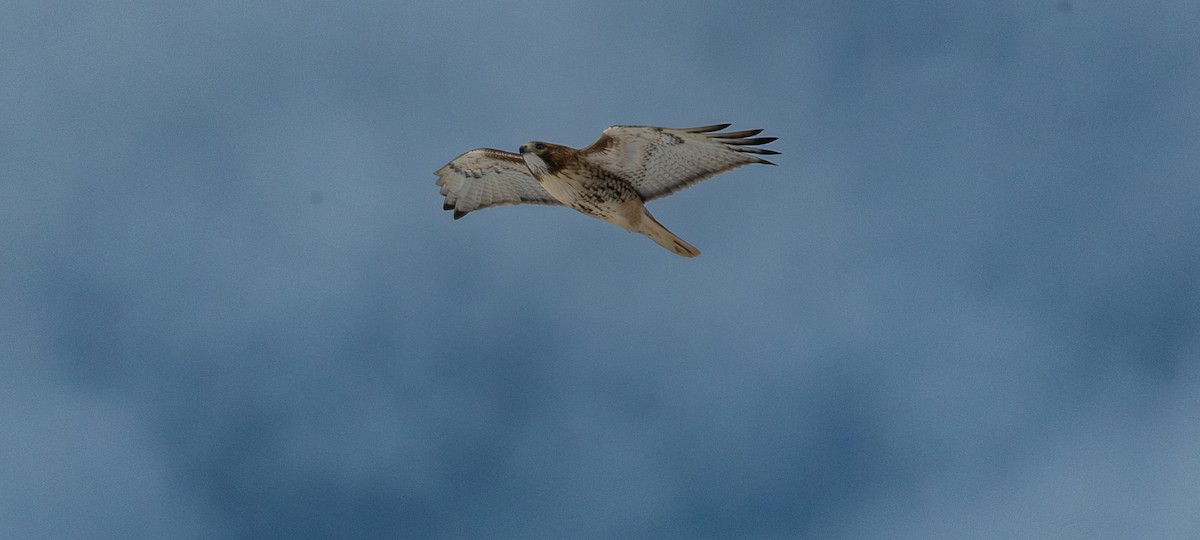 Red-tailed Hawk - ML646319419