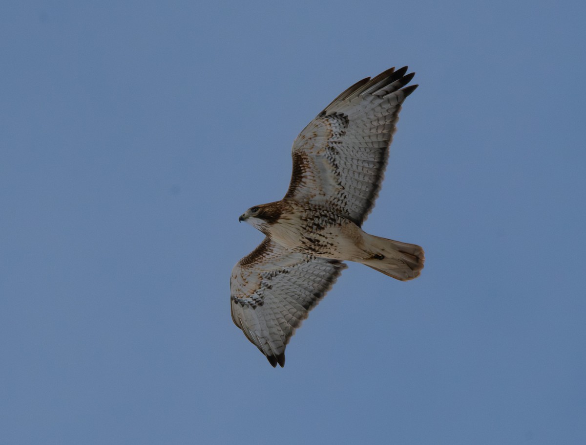 Red-tailed Hawk - ML646319420