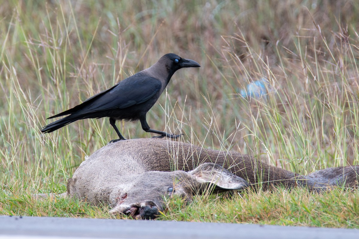 House Crow - ML646319423