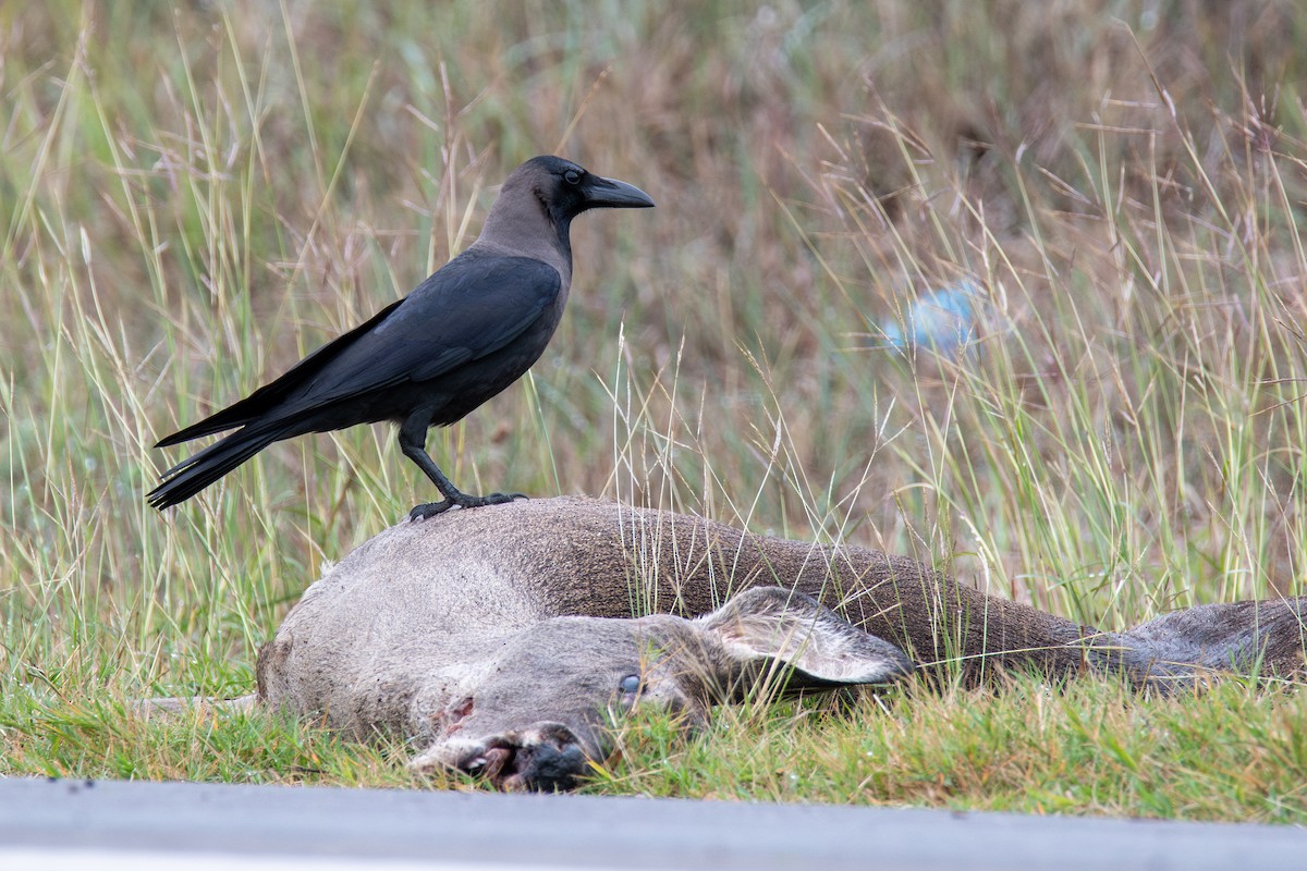 House Crow - ML646319424