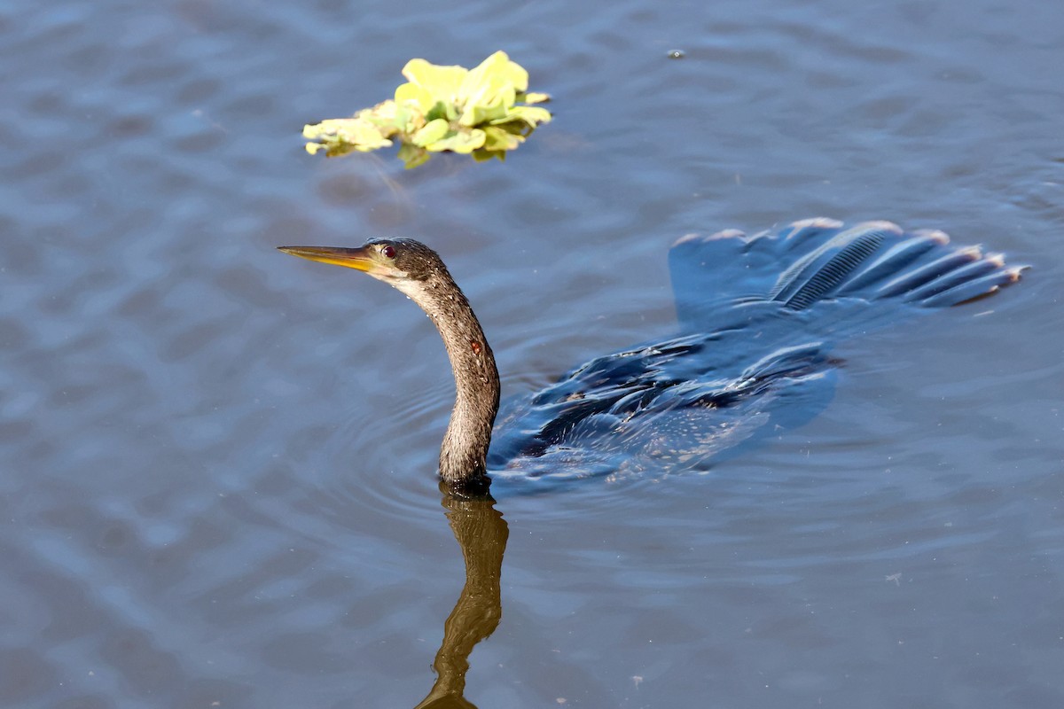 anhinga americká - ML646319429