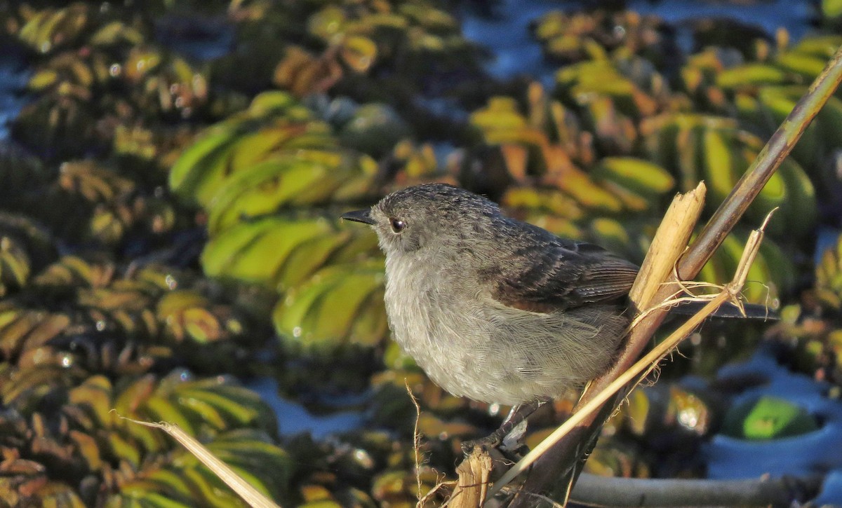 Sooty Tyrannulet - ML646319430