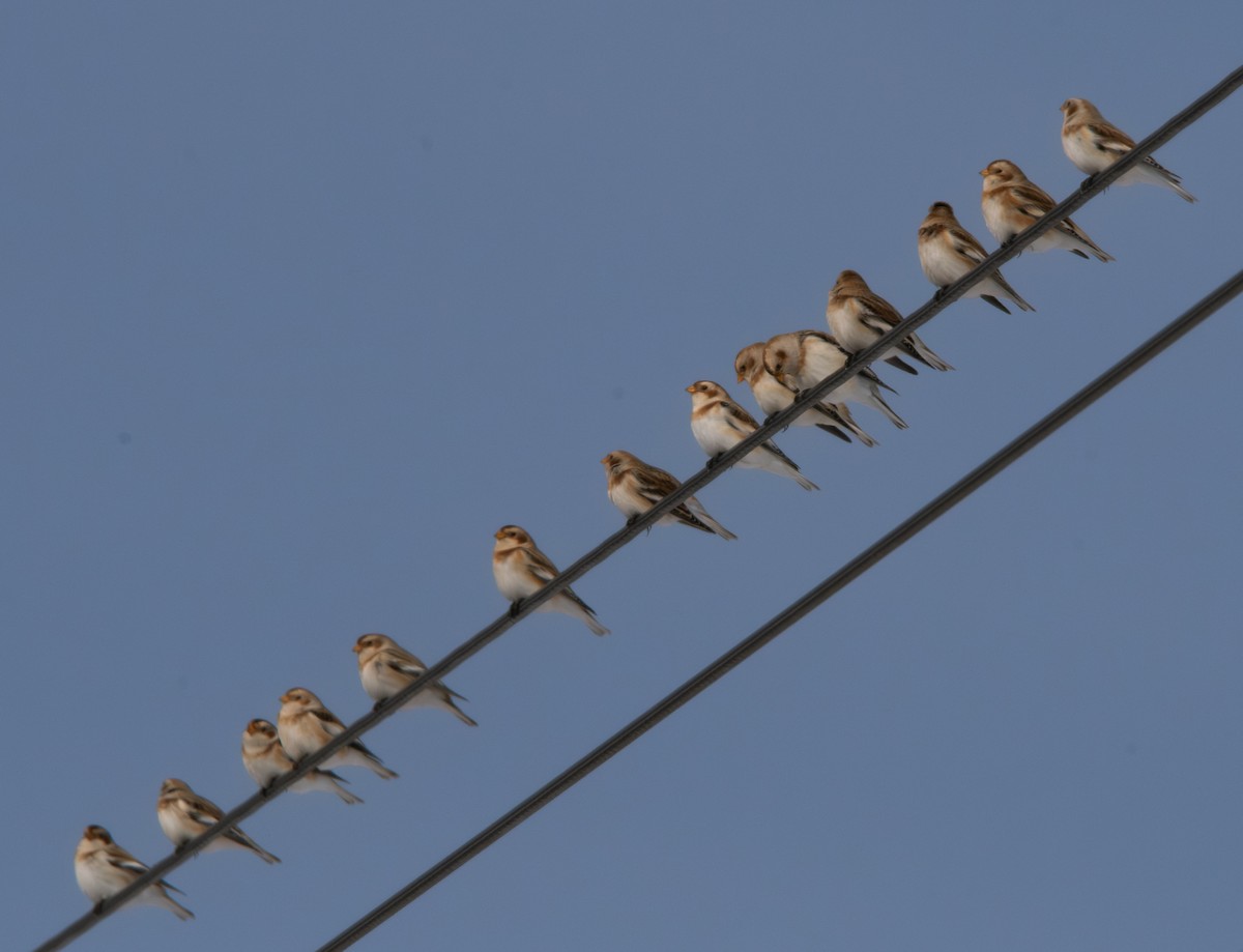 Snow Bunting - ML646319431