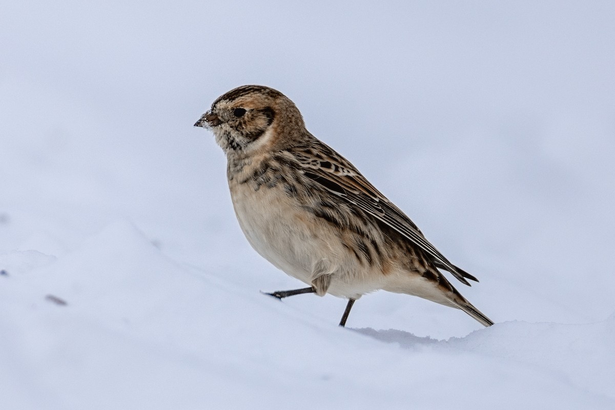 Lapland Longspur - ML646319436