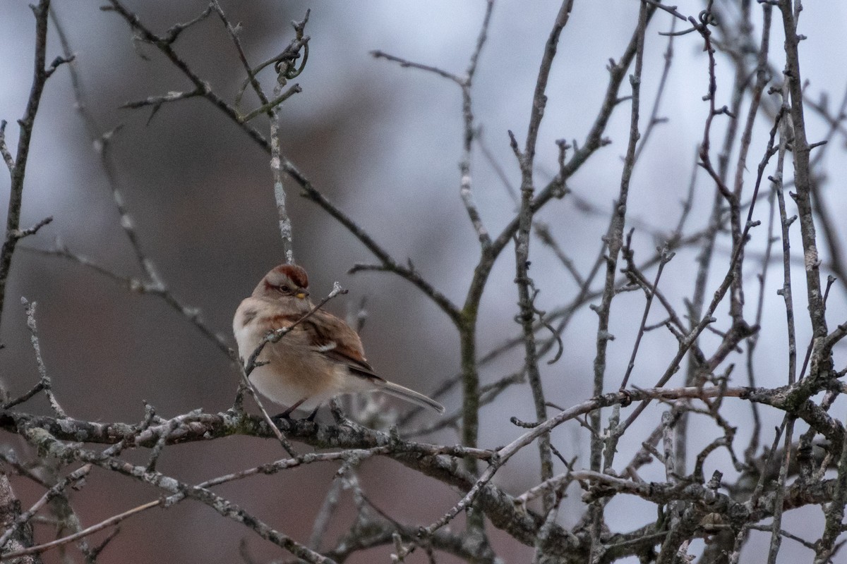 ムナフヒメドリ - ML646319437