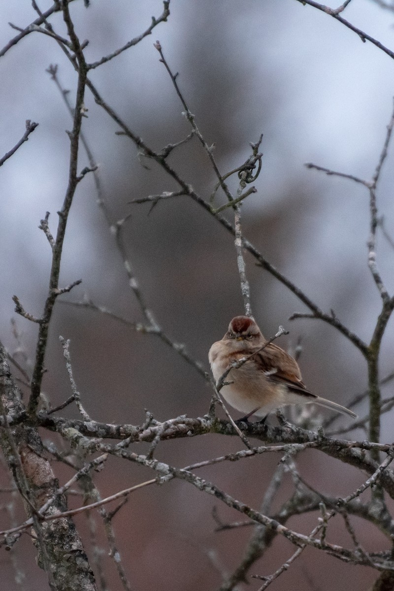 ムナフヒメドリ - ML646319438