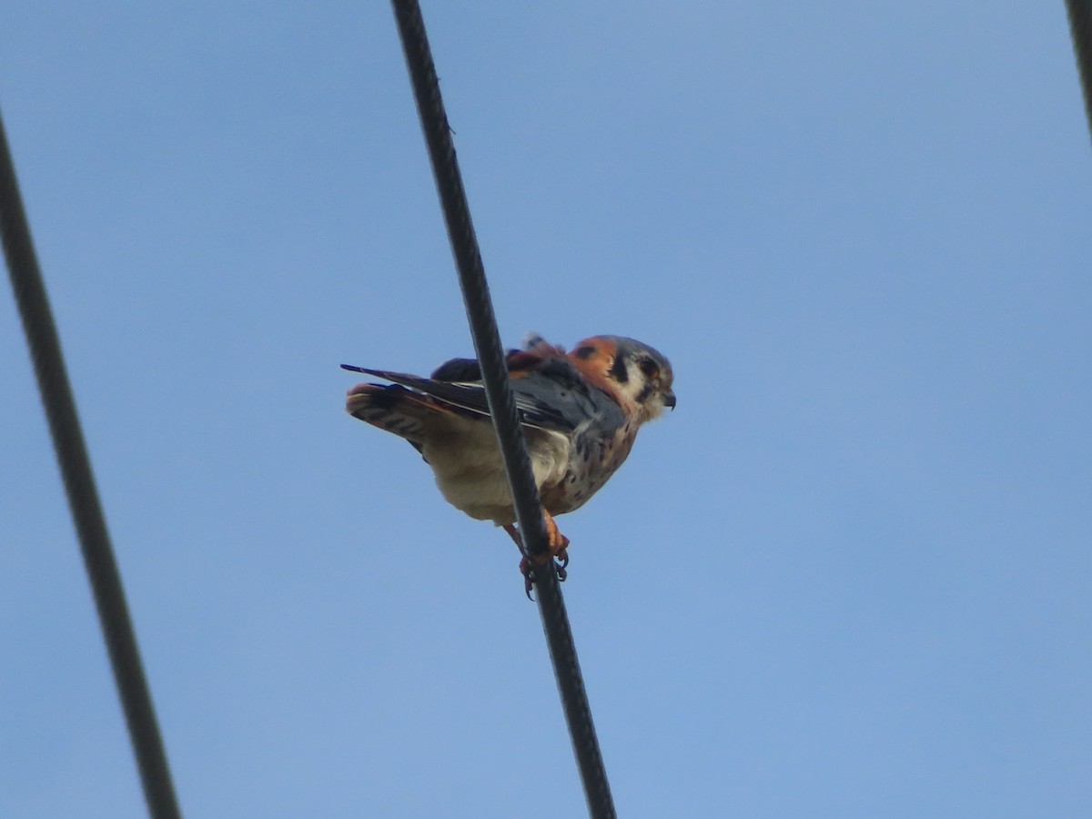 American Kestrel - ML646319441