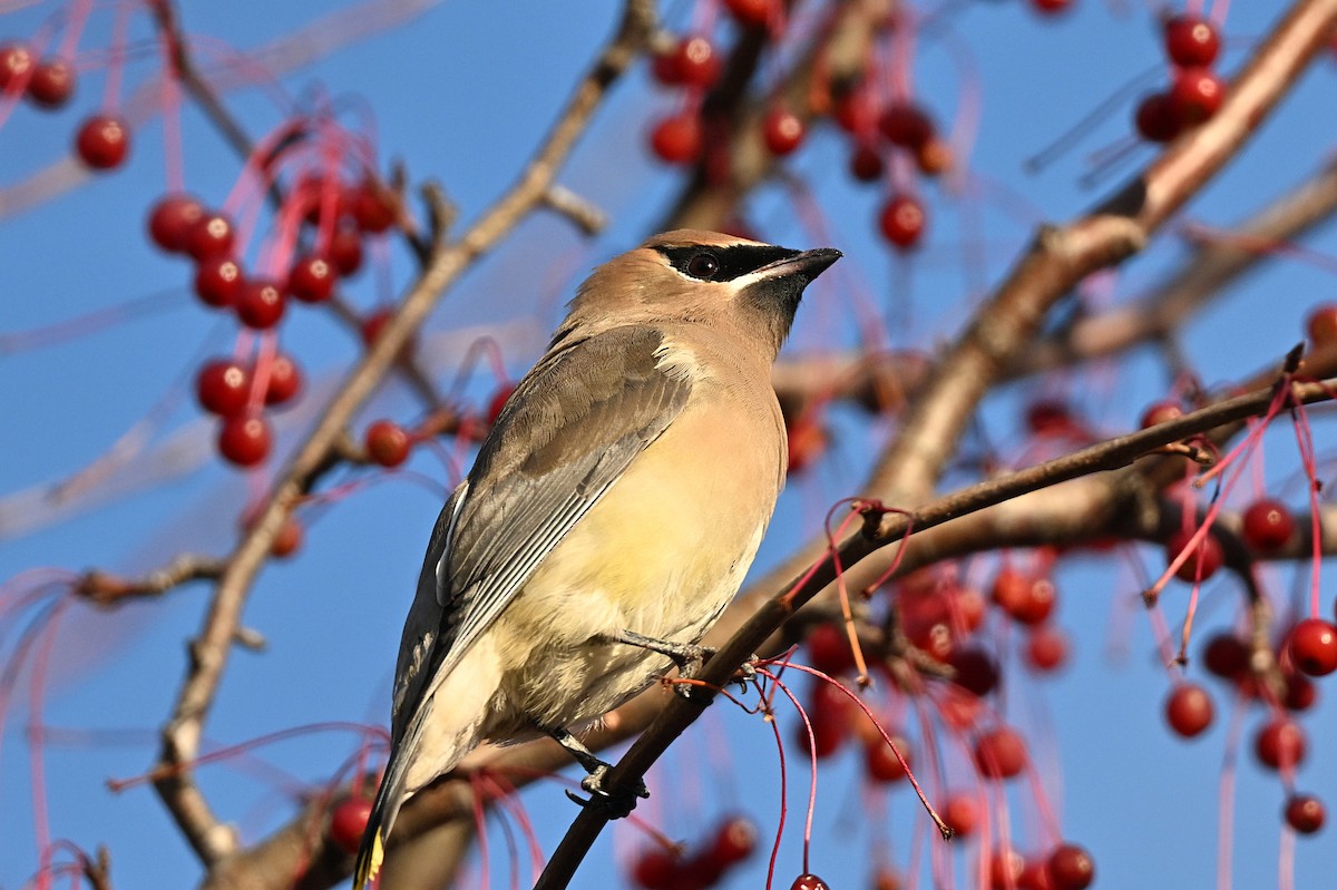 ヒメレンジャク - ML646319445