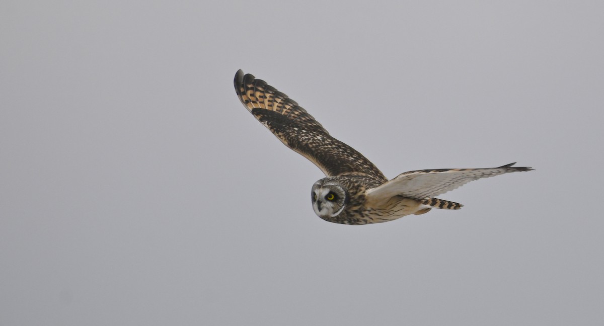 Short-eared Owl - ML646319446