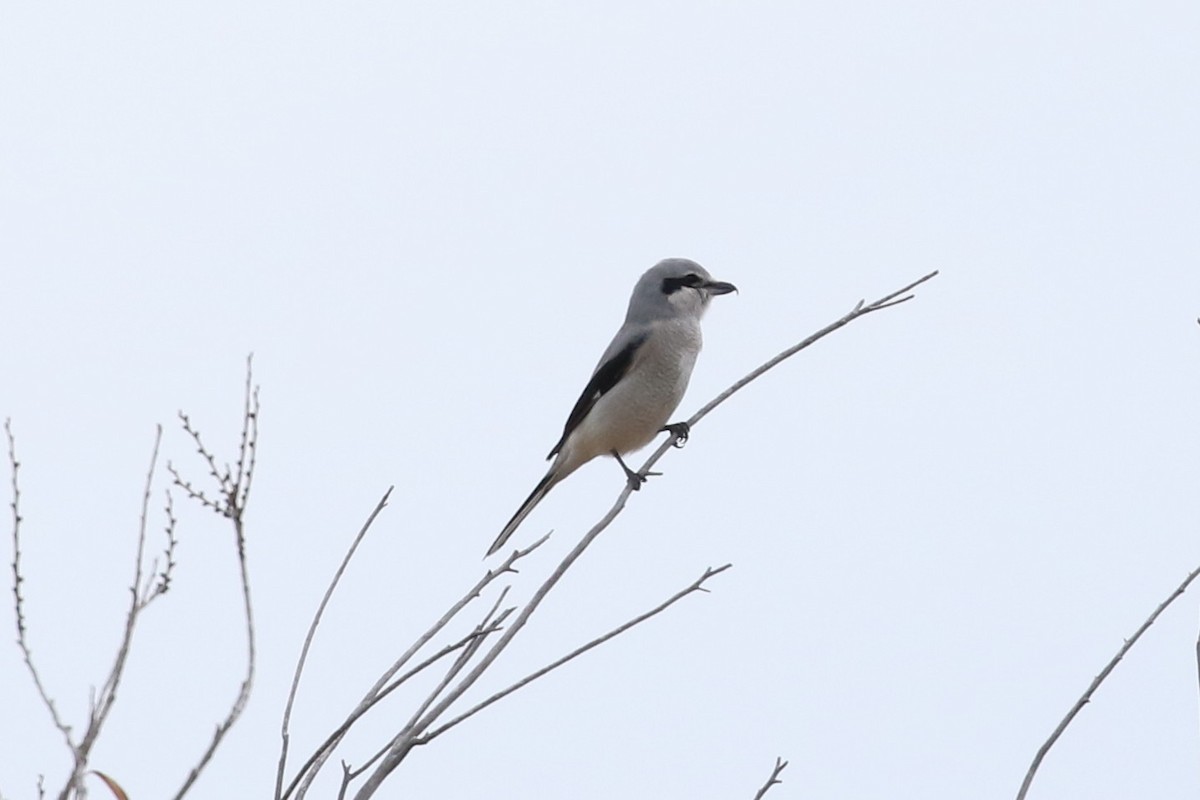 Northern Shrike - ML646319450