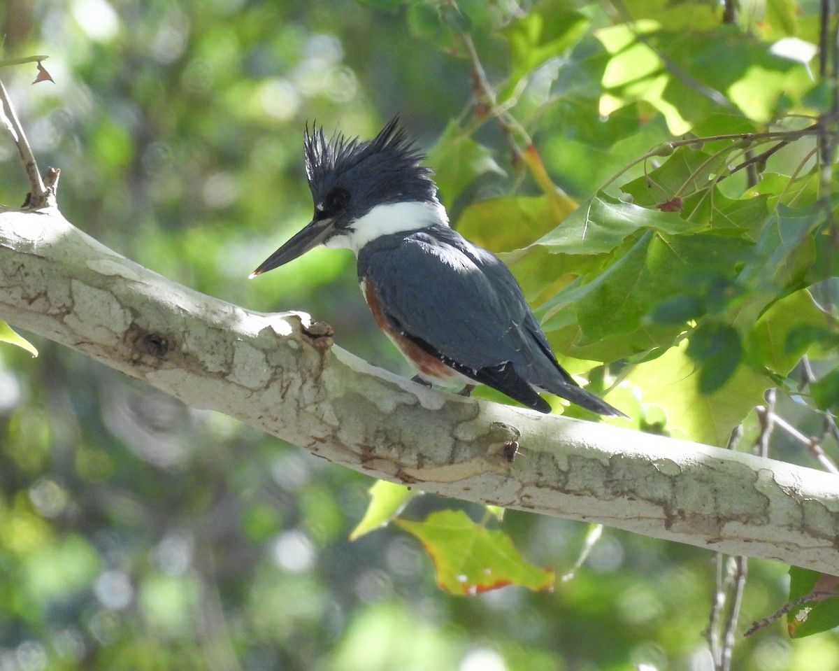 Belted Kingfisher - ML646319451