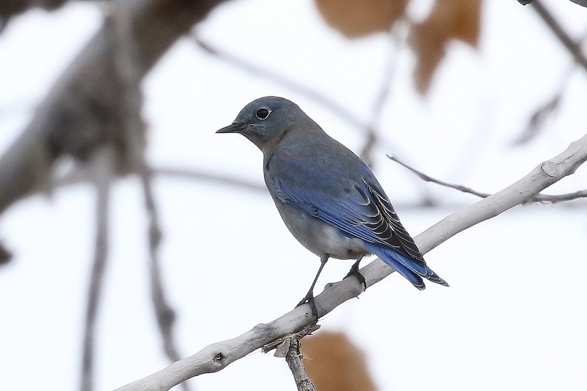 salašník horský - ML646319455