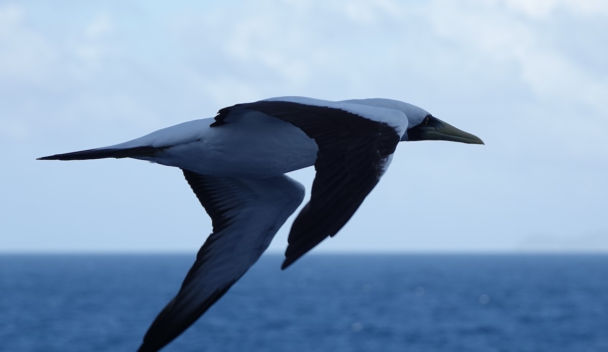 アオツラカツオドリ - ML646319456