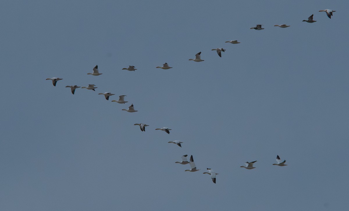 Snow Goose - ML646319457