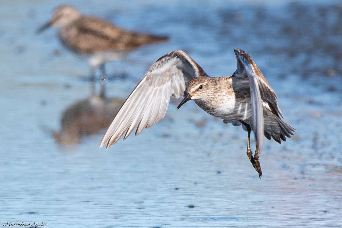 White-rumped Sandpiper - ML646319458