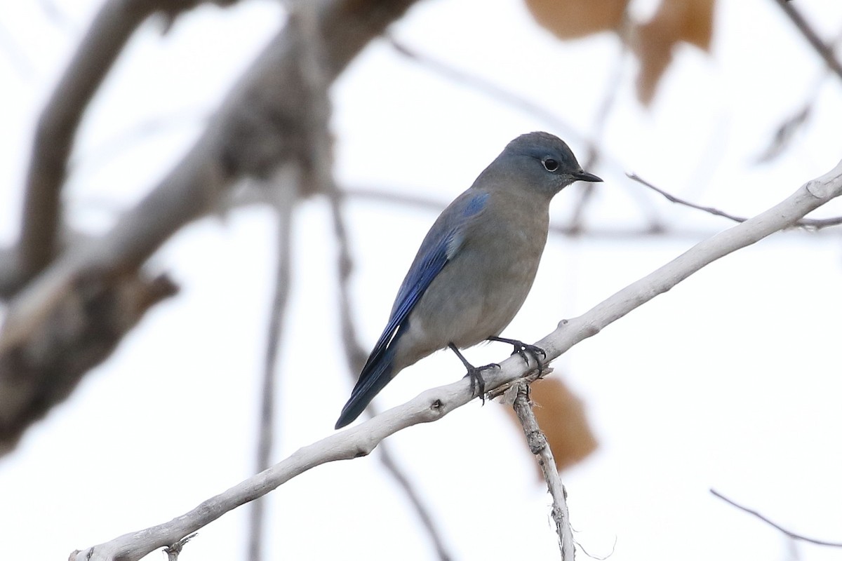 salašník horský - ML646319460