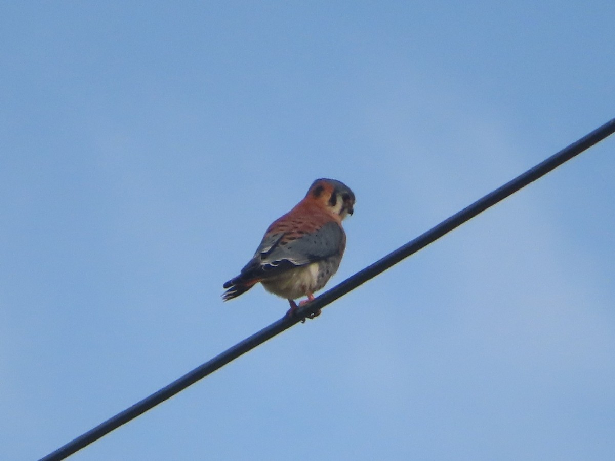 American Kestrel - ML646319461