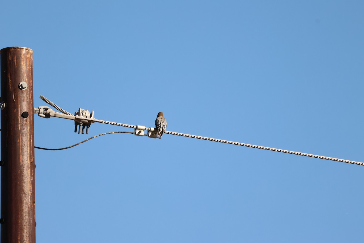 Gila Woodpecker - ML646319463