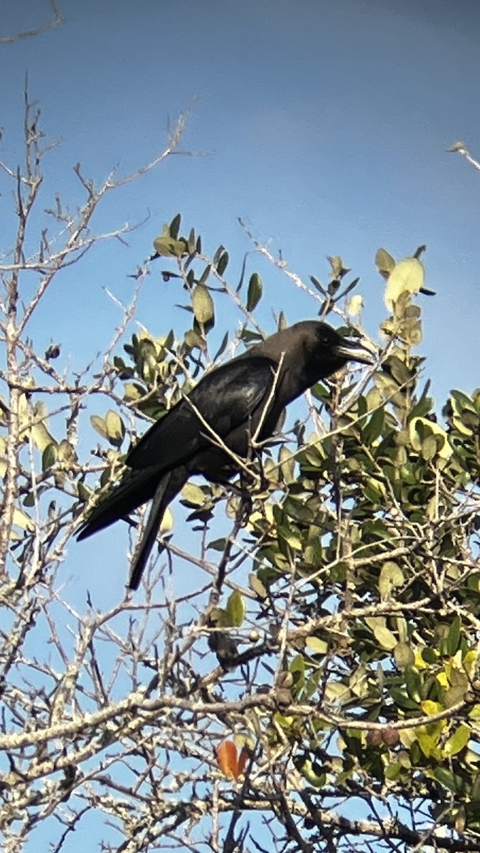 House Crow - ML646319465