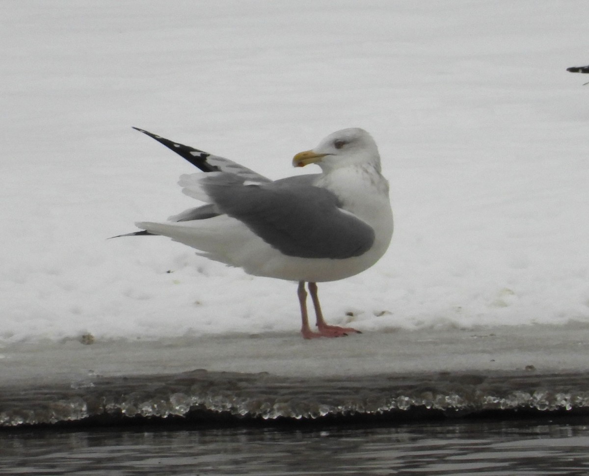 American Herring Gull - ML646319466