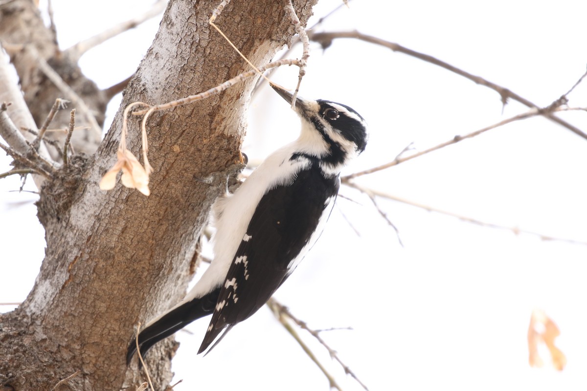 Hairy Woodpecker - ML646319472
