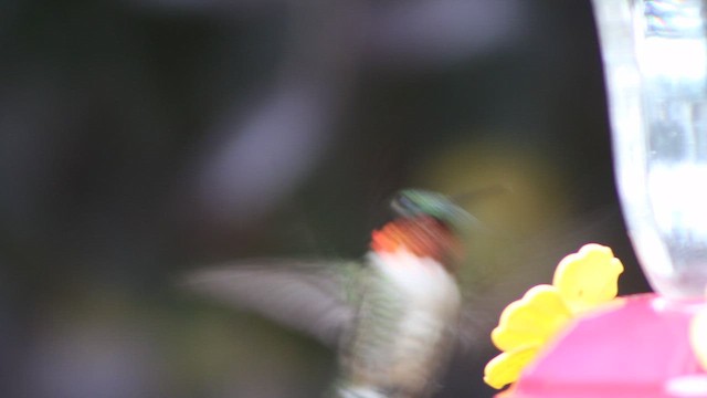 Ruby-throated Hummingbird - ML646319473