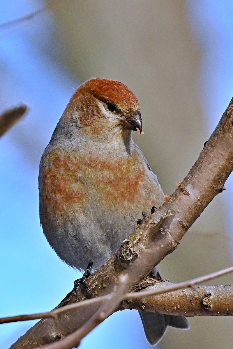 Pine Grosbeak - ML646319474