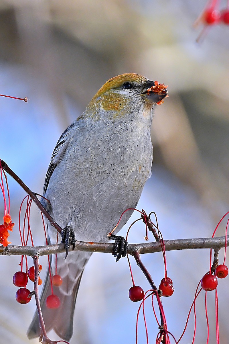Pine Grosbeak - ML646319475