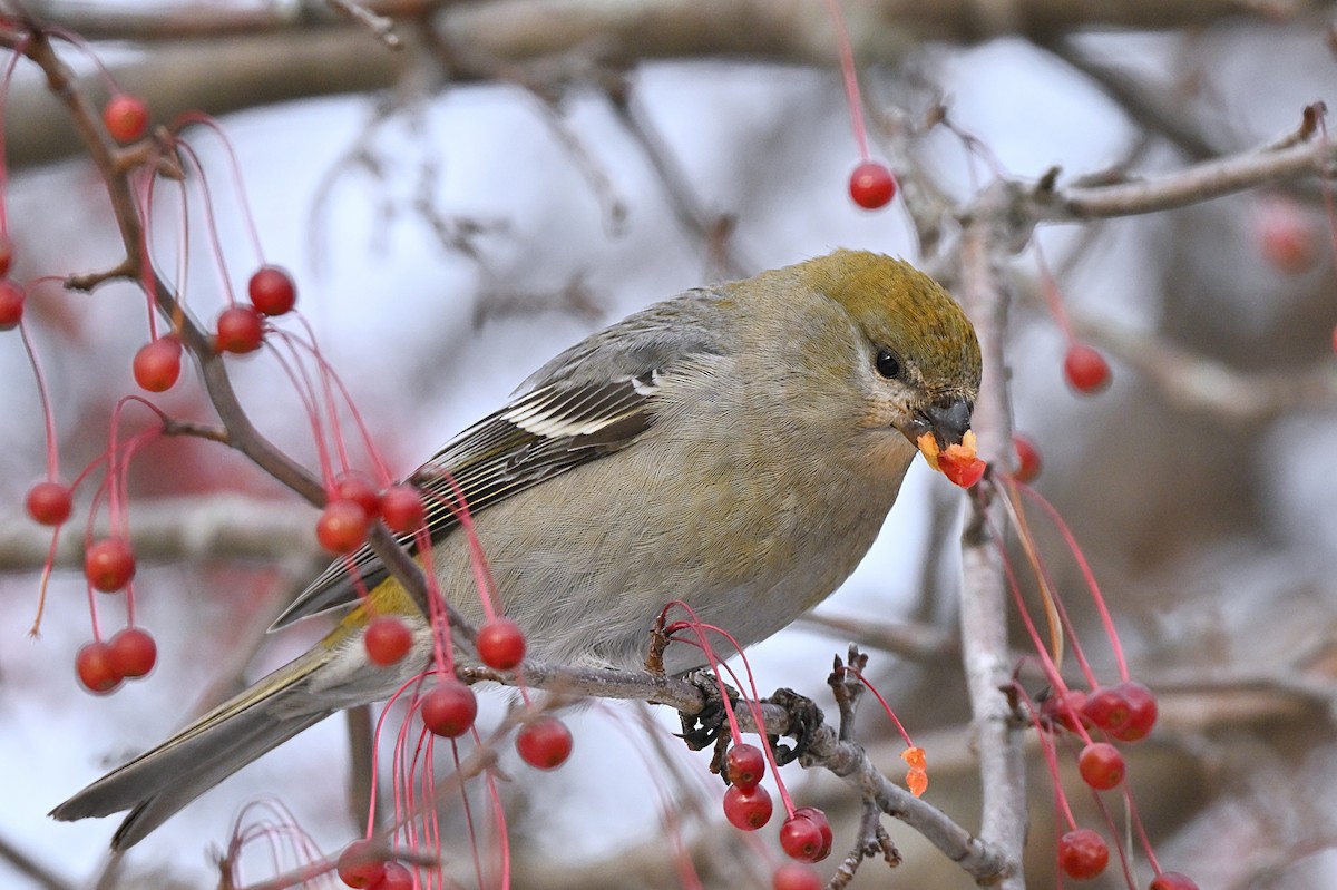 Pine Grosbeak - ML646319476