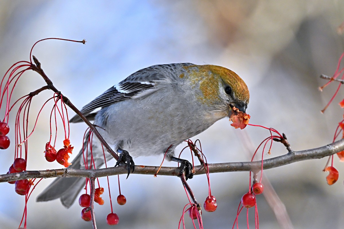 Pine Grosbeak - ML646319477