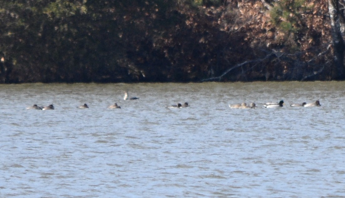 オカヨシガモ - ML646319478