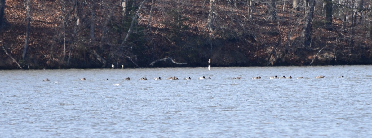 オカヨシガモ - ML646319479