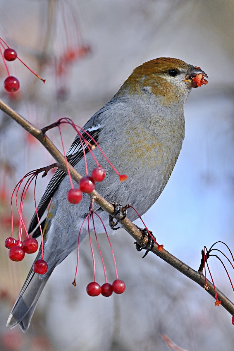 Pine Grosbeak - ML646319480