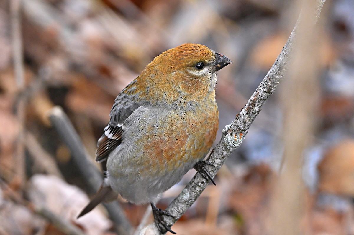 Pine Grosbeak - ML646319481
