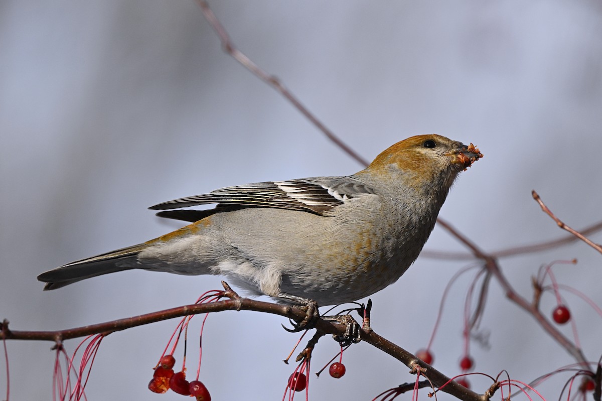 Hakengimpel - ML646319484